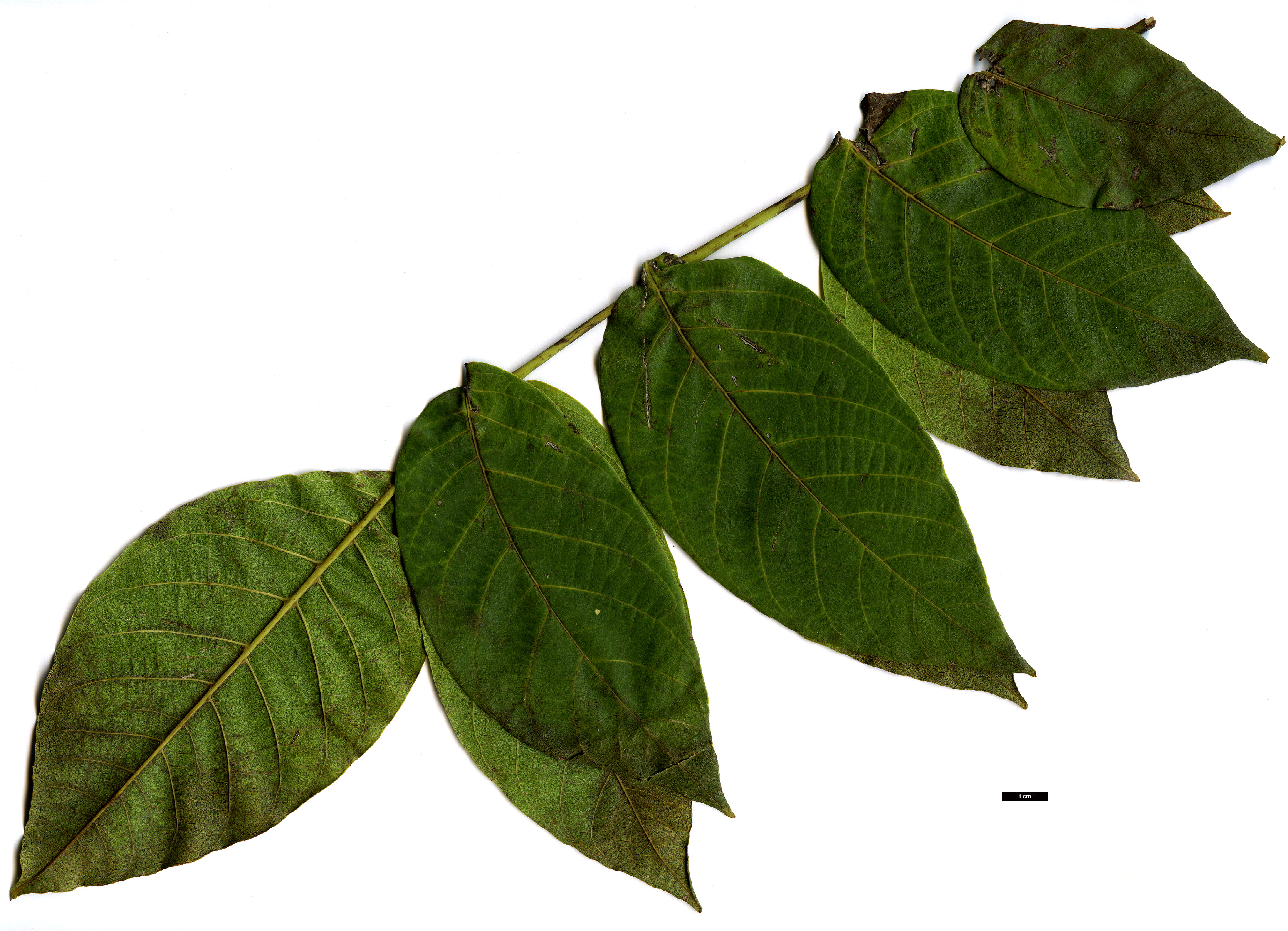 High resolution image: Family: Juglandaceae - Genus: Juglans - Taxon: ×intermedia (J.nigra × J.regia)